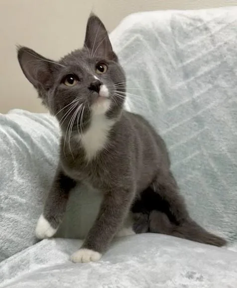 A young medium-sized male Domestic Short Hair cat named Kenny for adoption in Miller Beach, IN