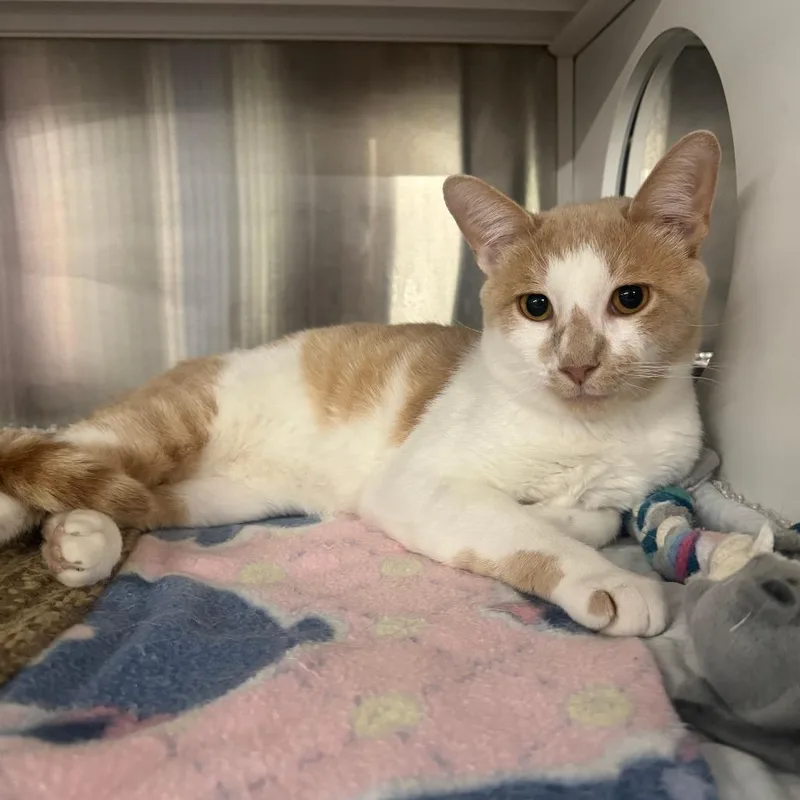 An adult medium-sized male Buff / Tan / Fawn Domestic Short Hair cat named Mordecai for adoption in Dearborn, MI
