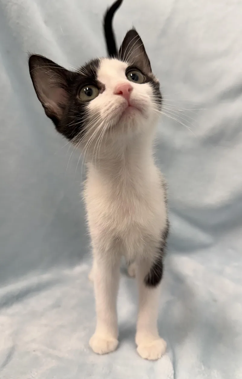 A baby medium-sized female Black & White / Tuxedo Domestic Short Hair cat named Martini for adoption in Greensboro, NC