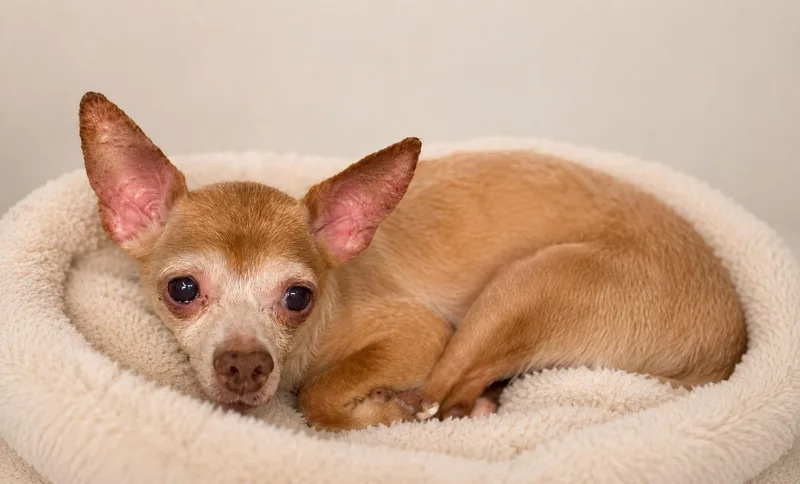 A senior small-sized male Apricot / Beige Chihuahua dog named Allston for adoption in Boca Raton, FL