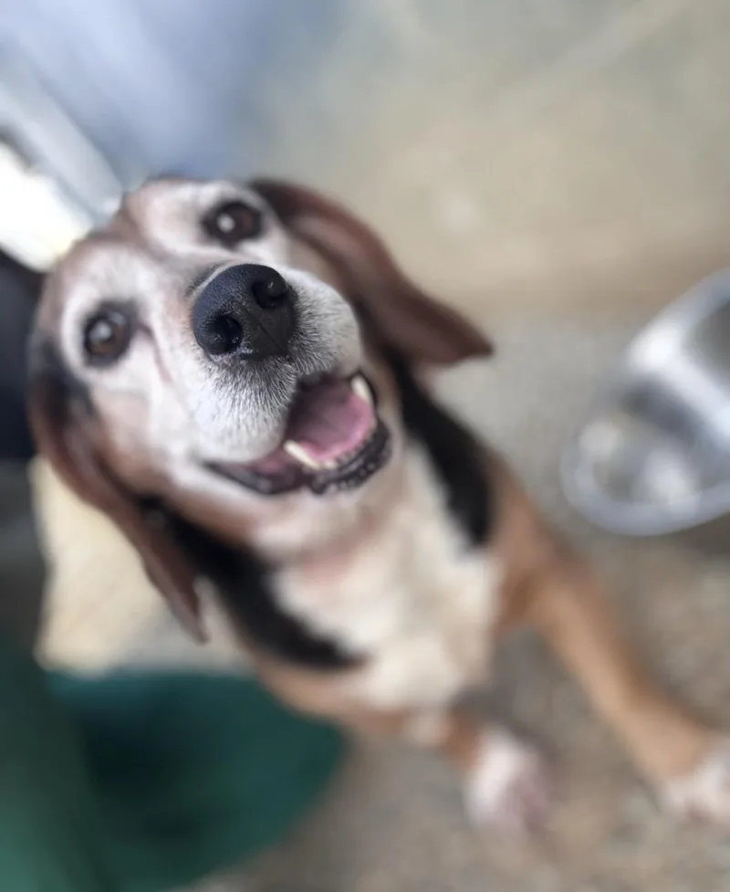 An adult medium-sized male Tricolor (Brown, Black, & White) Beagle dog named Thor for adoption in Chuckey, TN