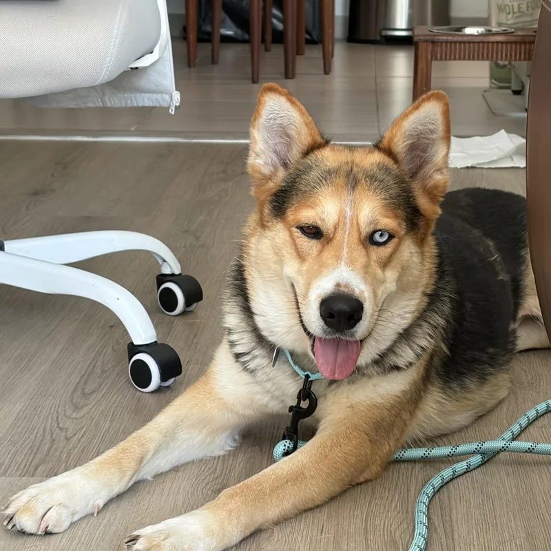 An adult medium-sized female Cattle Dog dog named Delilah for adoption in Burbank, CA