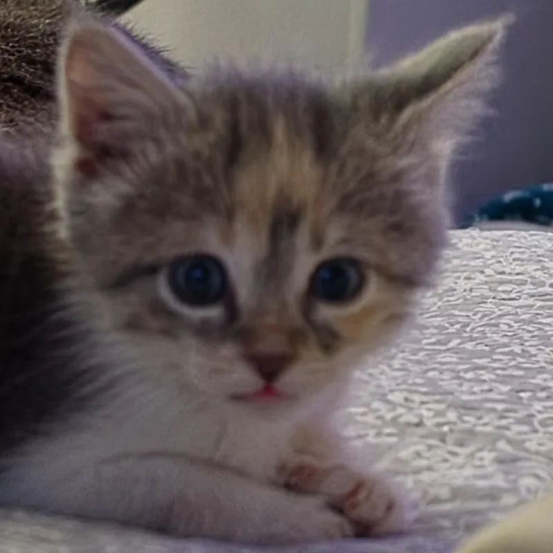 A baby small-sized female Brown / Chocolate Domestic Short Hair cat named Birdie C for adoption in Princeton, MN