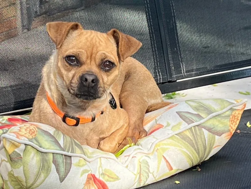 An adult small-sized female Terrier dog named Petal for adoption in West Bloomfield, MI