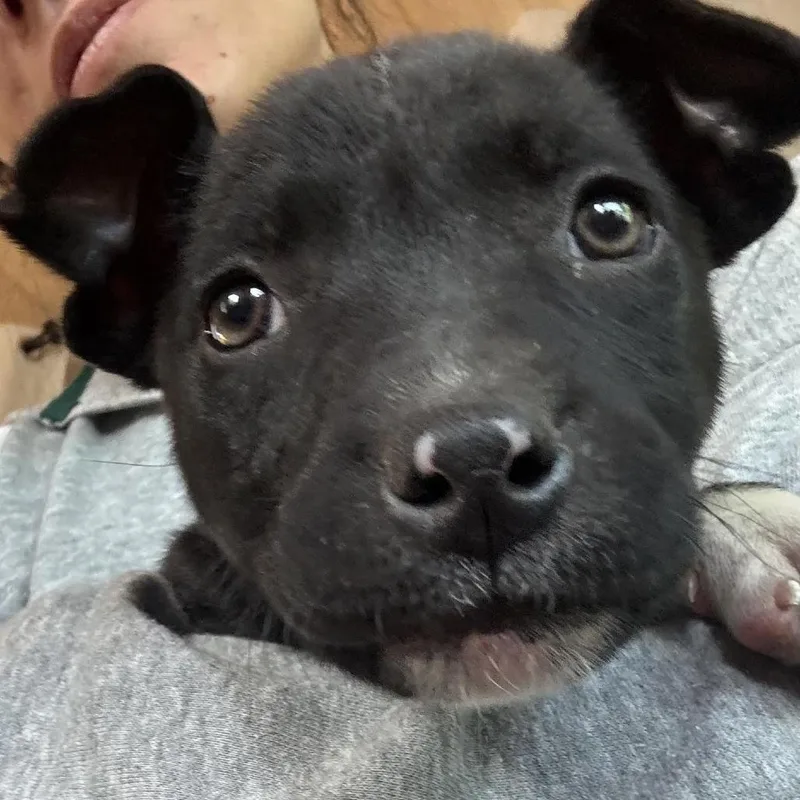A baby medium-sized female Black Labrador Retriever dog named Bluestem D for adoption in Minnetonka, MN