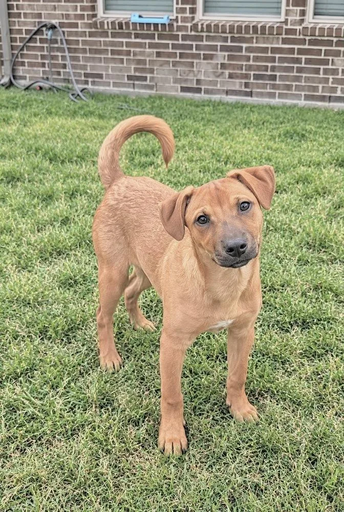 A baby medium-sized female Retriever dog named Paris Texas for adoption in Saugus, MA