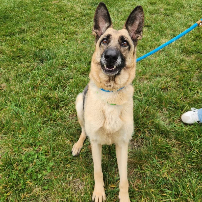 An adult medium-sized female Yellow / Tan / Blond / Fawn German Shepherd Dog dog named Louisa ann for adoption in Fort Wayne, IN