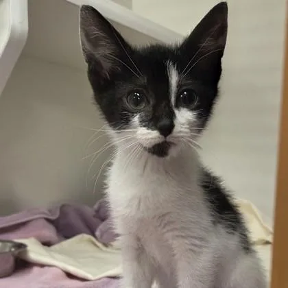 An adult small-sized male Domestic Short Hair cat named Stinky for adoption in Voorhees, NJ