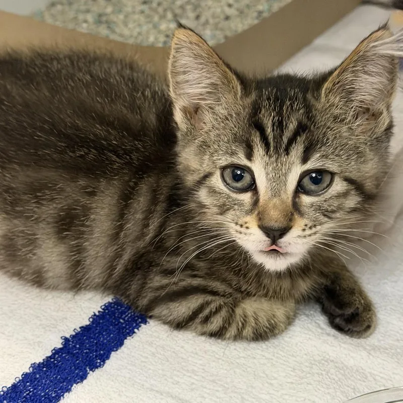 A baby small-sized female Domestic Short Hair cat named Kettle Corn for adoption in Los Angeles, CA