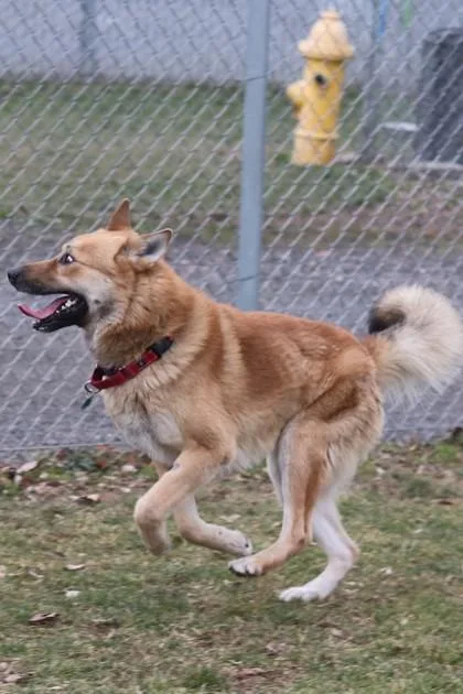 A young large-sized male Mixed Breed dog named Aquarium for adoption in Walla Walla, WA