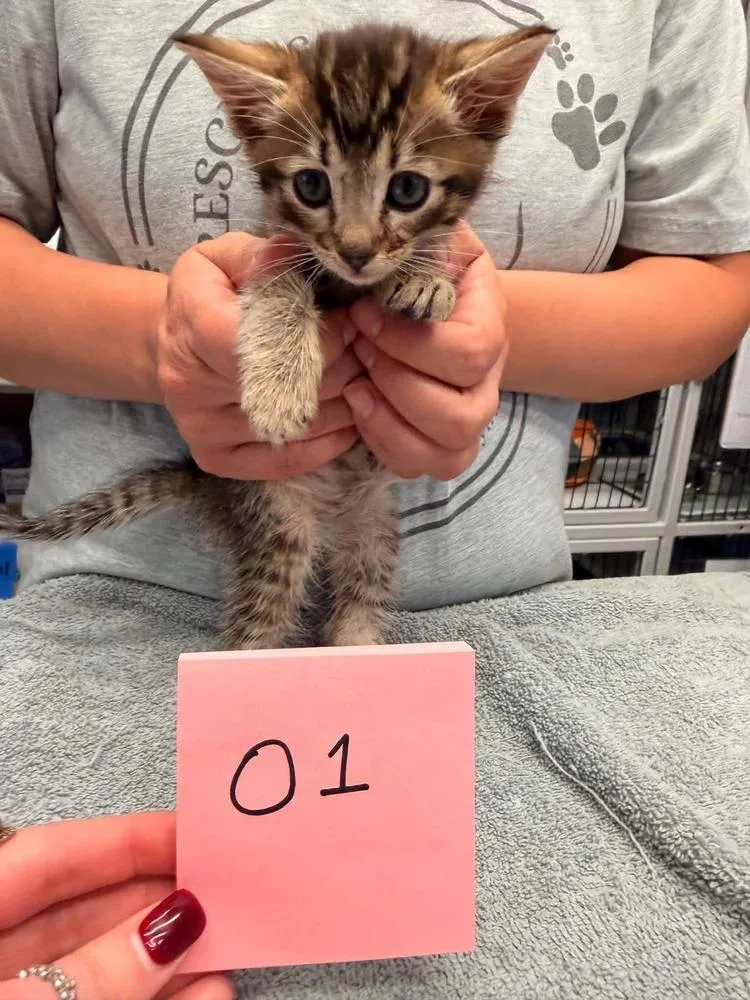 A baby small-sized male Brown / Chocolate Domestic Short Hair cat named Oakley for adoption in Vancouver, WA