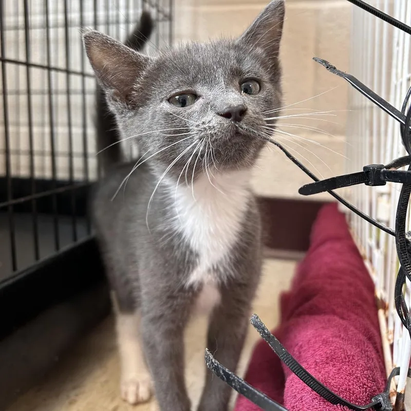 A baby small-sized male Gray / Blue / Silver Domestic Short Hair cat named Liam for adoption in Waynesboro, PA