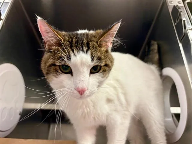 A young medium-sized male Domestic Short Hair cat named Tito for adoption in Fort Wayne, IN