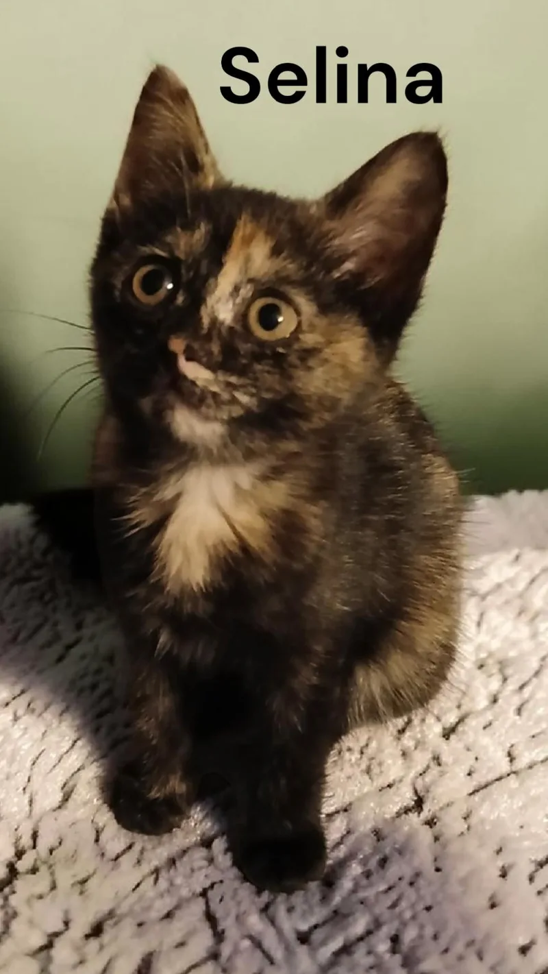 A baby medium-sized female Tortoiseshell cat named Selina for adoption in Weems, VA