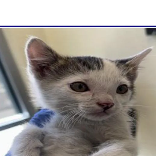 A baby small-sized male White Domestic Short Hair cat named Hippo for adoption in Grantsville, UT