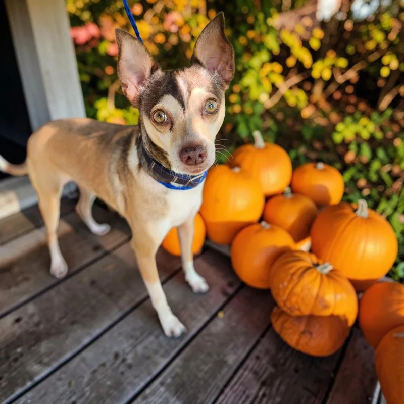 An adult small-sized male Chihuahua dog named Whiskey for adoption in Lorida, FL