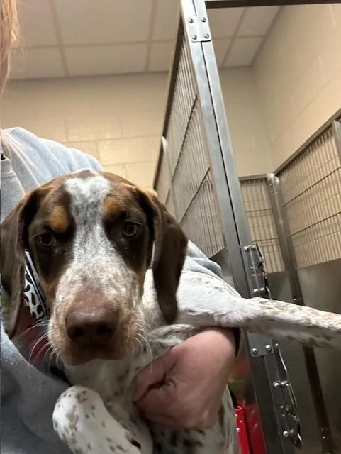 A baby medium-sized female Mixed Breed dog named Spot Escaper for adoption in Rome, GA