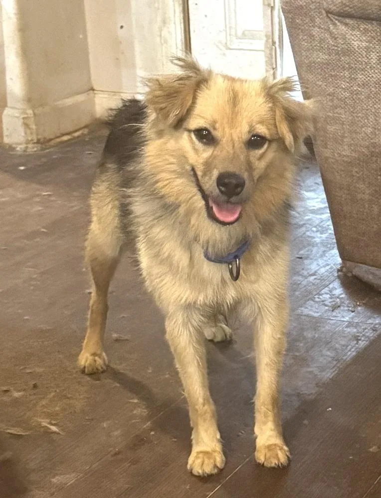 A young small-sized male Shetland Sheepdog / Sheltie dog named Charles for adoption in Horn Lake, MS
