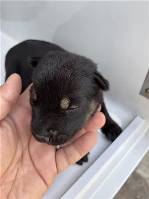 A baby small-sized male German Pinscher dog named A for adoption in Houston, TX