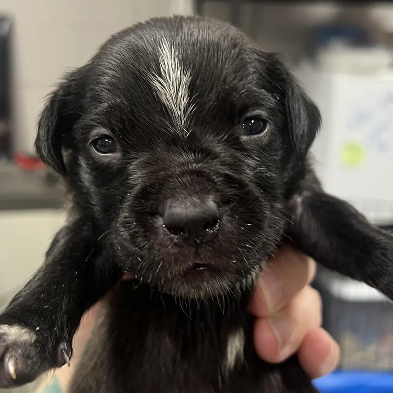 A baby small-sized female Black Pit Bull Terrier dog named Honor for adoption in East Saint Louis, IL
