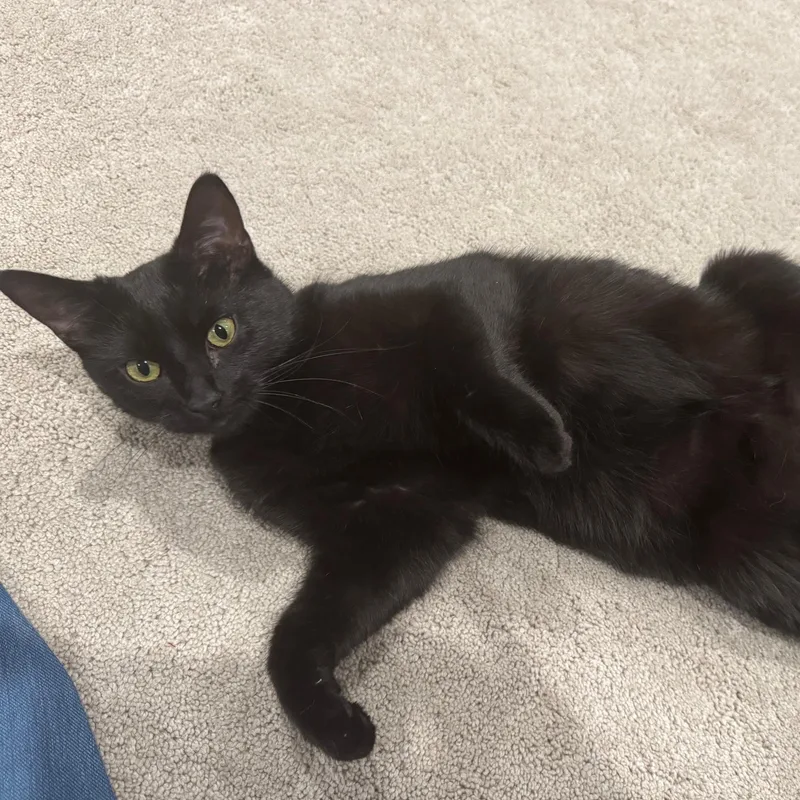 An adult medium-sized female Black Domestic Short Hair cat named Peppurr for adoption in Benicia, CA