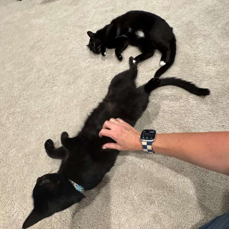 Peppurr thumbnail 2