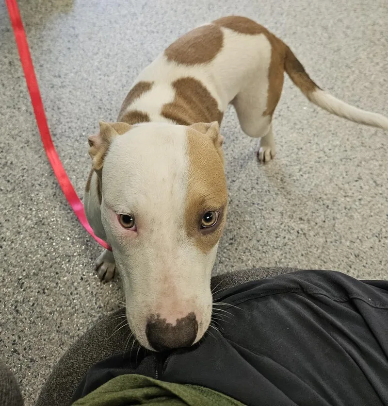 A young medium-sized female Pit Bull Terrier dog named Ella for adoption in Livingston, LA