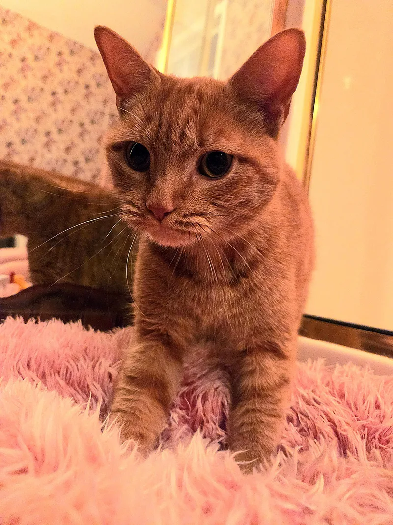 An adult medium-sized female Tabby (Orange / Red) Domestic Short Hair cat named Tigerlilly for adoption in Fort Oglethorpe, GA
