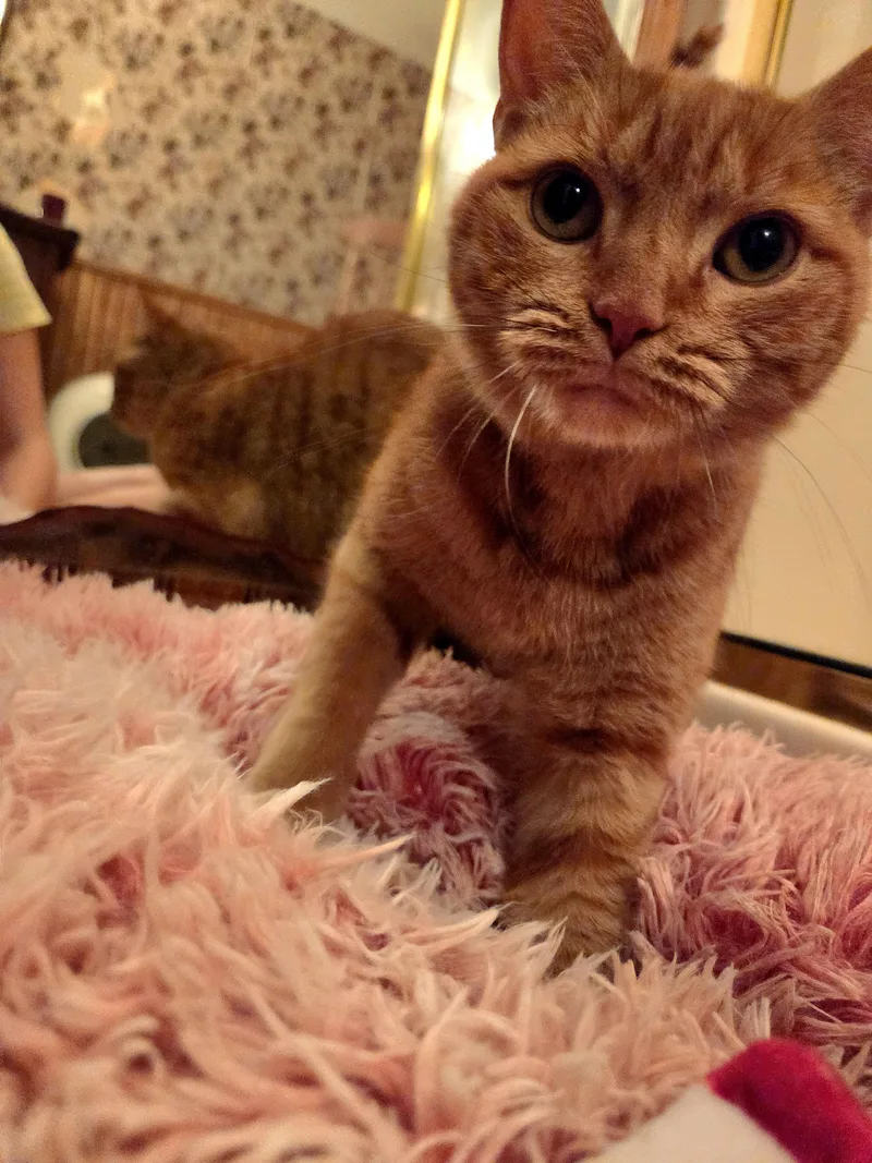 Tigerlilly thumbnail 3