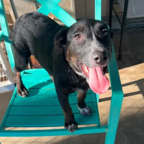 A baby small-sized female Black Mixed Breed dog named Jill for adoption in Hamden, CT