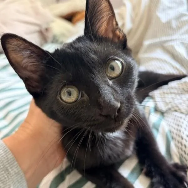 A baby medium-sized male Domestic Short Hair cat named Garfunkel for adoption in Dublin, CA