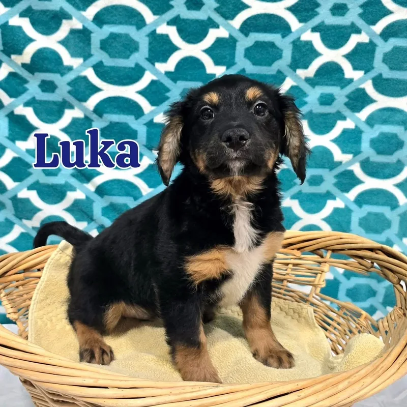 Luka