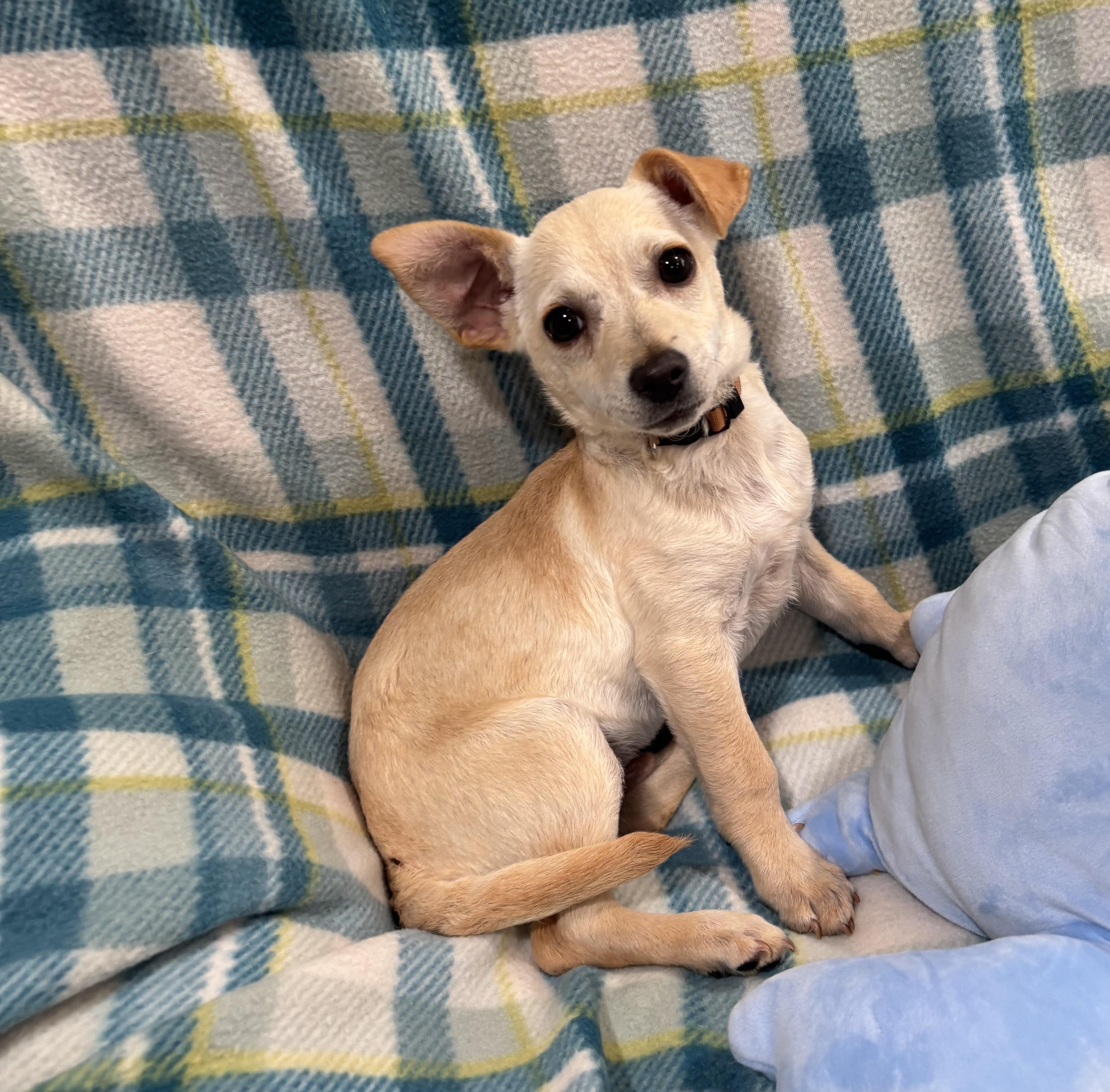 A baby small-sized male Apricot / Beige Chiweenie dog named Hansel for adoption in Corona, CA