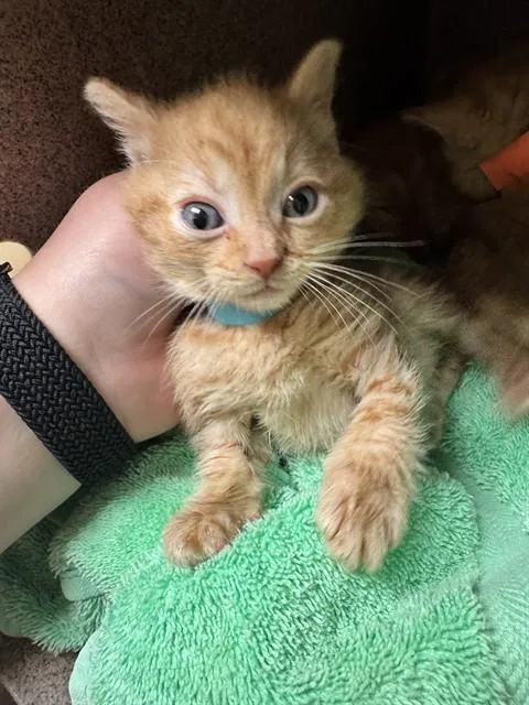 A baby medium-sized female Domestic Short Hair cat named Gusher for adoption in Cookeville, TN