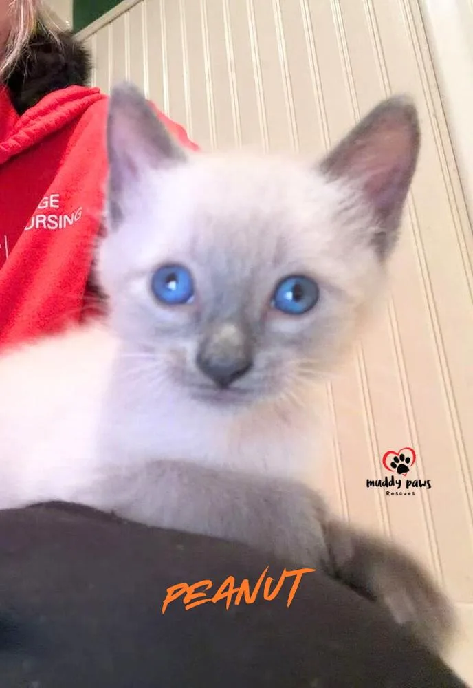 A baby small-sized male Domestic Short Hair cat named Caramel Apple Litter: for adoption in Council Bluffs, IA