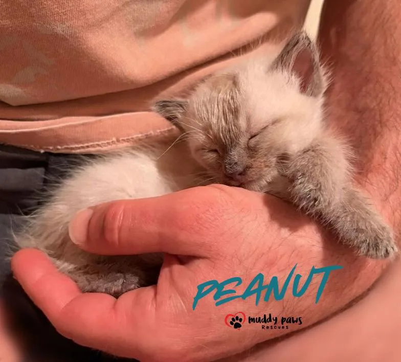 Caramel Apple Litter:  thumbnail 4