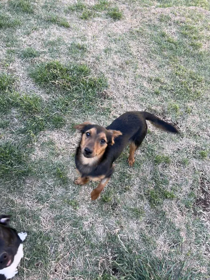 A young small-sized male Dachshund dog named Dez for adoption in Chickasha, OK