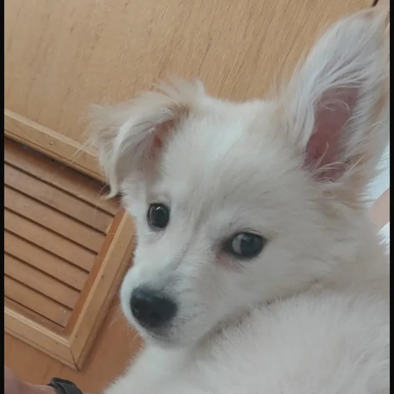 A baby small-sized male White / Cream Chihuahua dog named Bobby for adoption in San Diego, CA