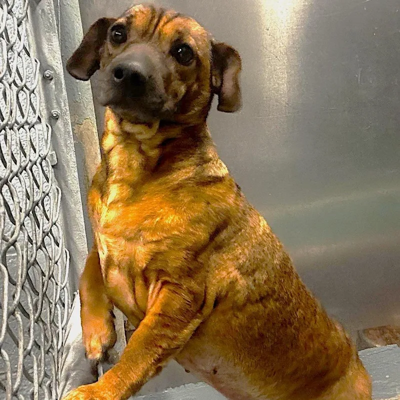 Pocket Sized Dixie thumbnail 2