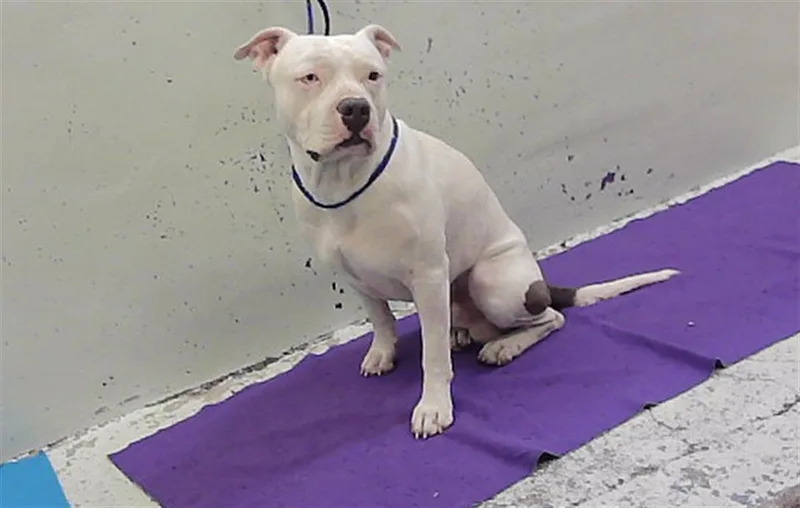 An adult medium-sized male Staffordshire Bull Terrier dog named Scud for adoption in Houston, TX