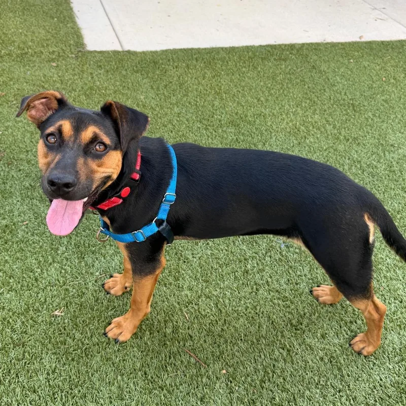 A young medium-sized female Black Miniature Pinscher dog named Jana for adoption in Falls Church, VA