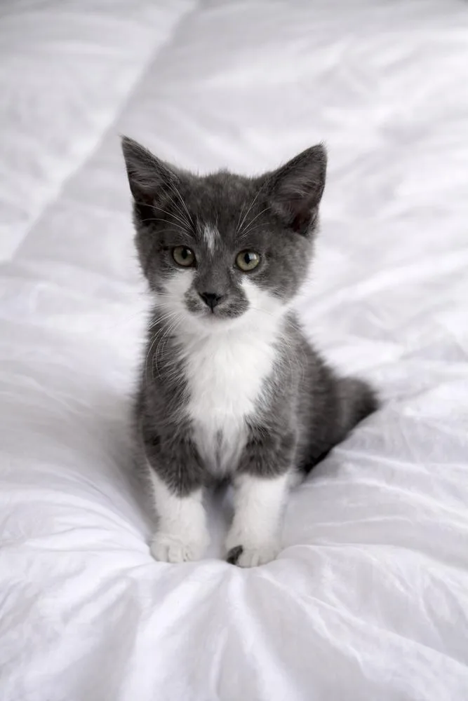 A baby small-sized female Gray & White Domestic Short Hair cat named Esprit for adoption in Homer Glen, IL