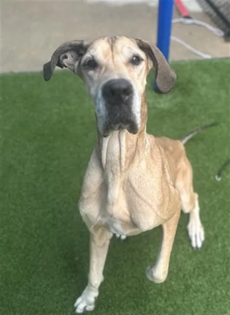 An adult extra large-sized female Great Dane dog named Golden for adoption in Dallas, TX