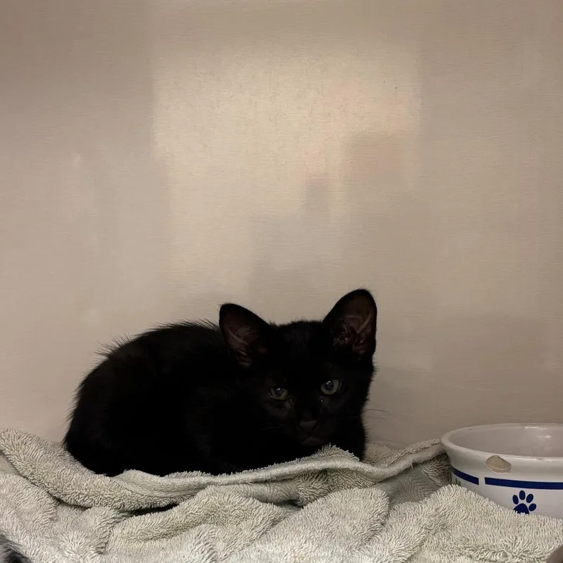 A baby small-sized female Black Domestic Short Hair cat named Tove for adoption in Redwood City, CA