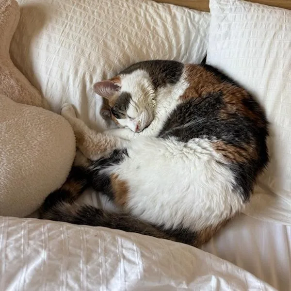 Daisy Mae thumbnail 4