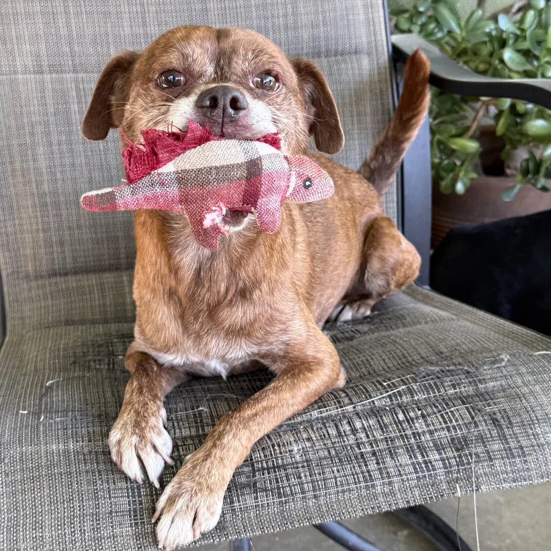 A senior small-sized male Brindle Puggle dog named Benji for adoption in modesto, CA