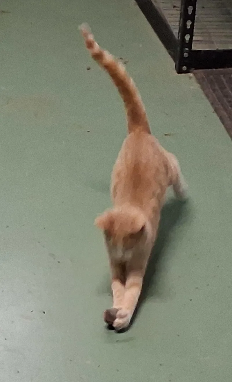 A baby medium-sized female Tabby cat named Jillie for adoption in Mcconnelsville, OH