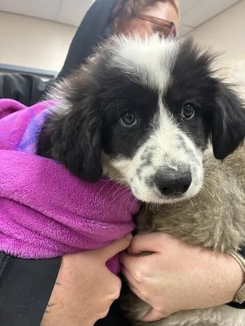 A young small-sized female Great Pyrenees dog named Lady Zebra Popcorn Crunchington for adoption in Pacifica, CA
