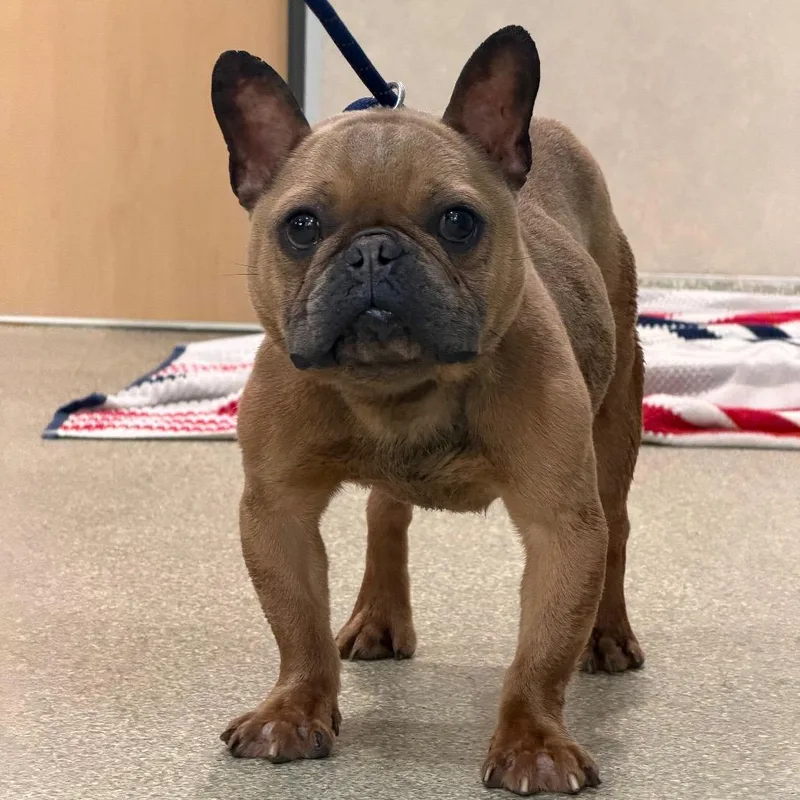 An adult medium-sized male Mixed Breed dog named Dylan for adoption in Jacksonville, FL
