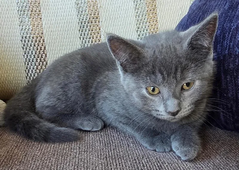 A baby medium-sized female Gray / Blue / Silver Domestic Short Hair cat named Sawyer for adoption in Amery, WI